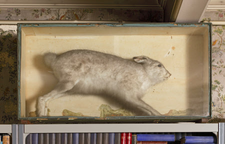 Mountain hare