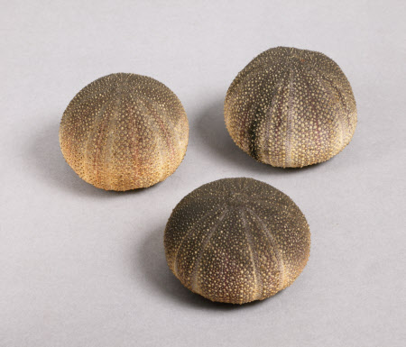 Sea urchin shell