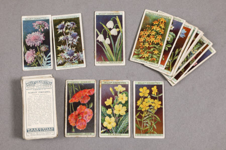 Cigarette card