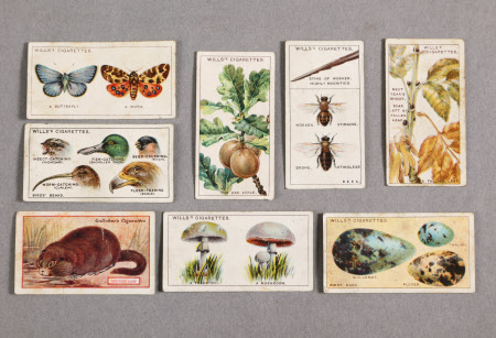 Cigarette card