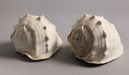 Conch shell