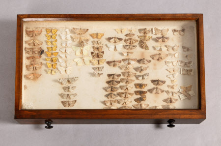 Insect collection