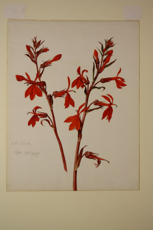 Salvia fulgens