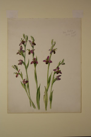 Bee Orchid
