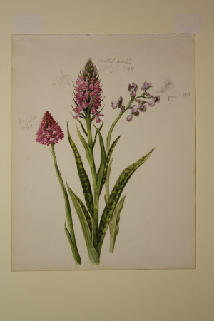 Pyramidal, Spotted and Green-winged Orchids