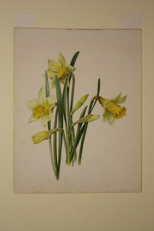 Daffodils