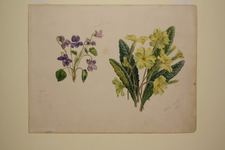 Violets and primroses