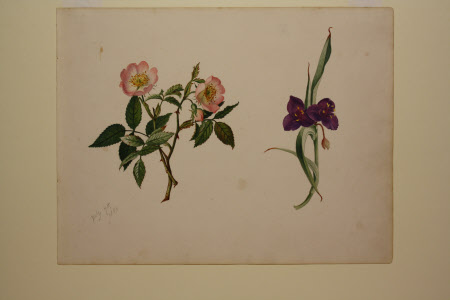 Dog Rose and Tradescantia