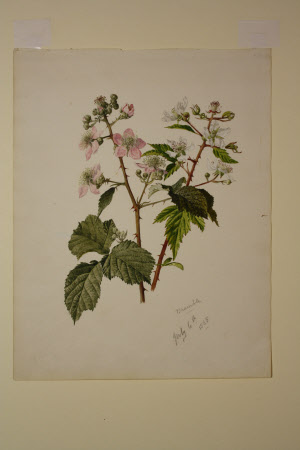Bramble in flower