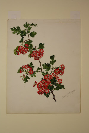 Crataegus laevigata