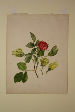 Red and yellow roses