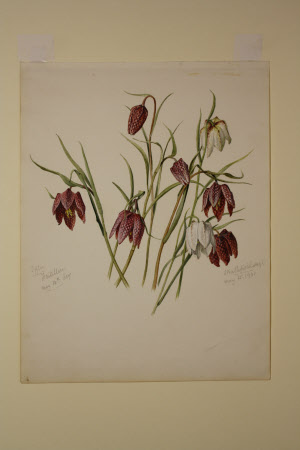 Fritillaries