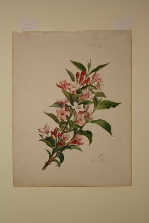 Rose-pink Weigela