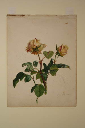 Yellow roses