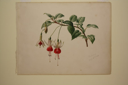 White and red Fuchsia