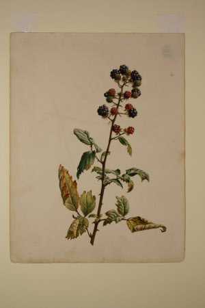 Fruiting Bramble