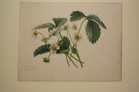 Strawberry in flower