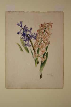Blue and pink hyacinths
