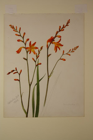 Montbretia
