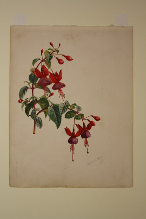 Red and purple Fuchsia