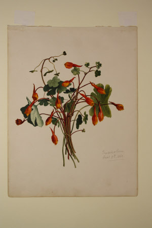 Tropaeolum