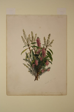 Pieris and Erica erigena