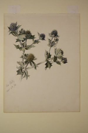 Sea Holly