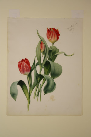Red tulips