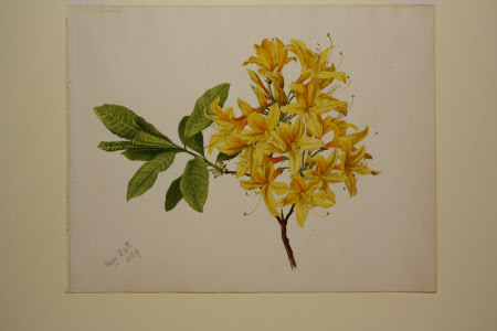 Yellow azalea