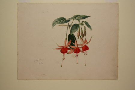 Pink and red Fuchsia