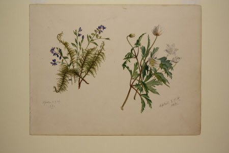 Milkwort and Wood Anemone
