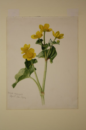 Marsh Marigold