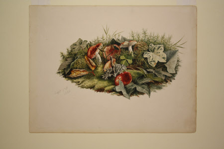 Fungi, ivy and lichens on a mossy ground