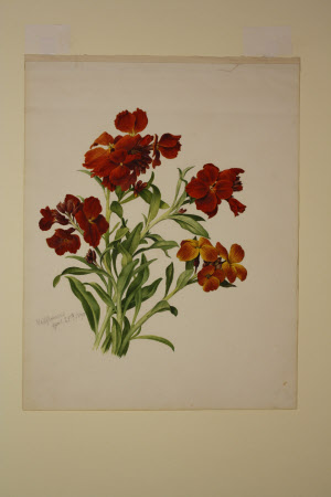 Wallflowers