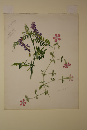 Tufted Vetch and Sweet William Catchfly