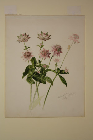 Astrantia