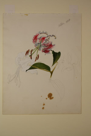 Martagon Lily