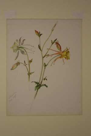 Yellow and white Columbine