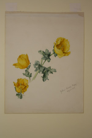 Yellow Horned Poppy