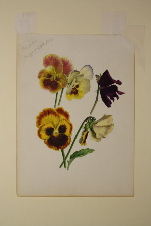 Yellow and purple pansies