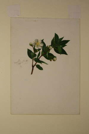 Myrtle