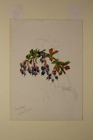 Mahonia aquifolium berries