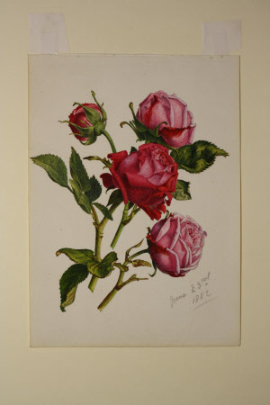 Red roses