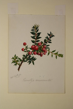 Pernettya mucronata