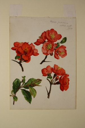 Chaenomeles japonica