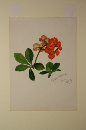 Cape Thorn
