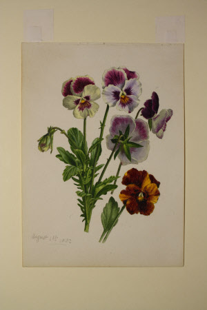 White and purple pansies