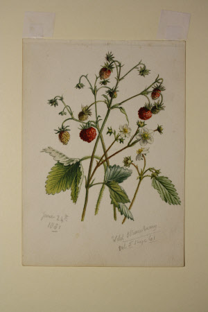 Wild Strawberry