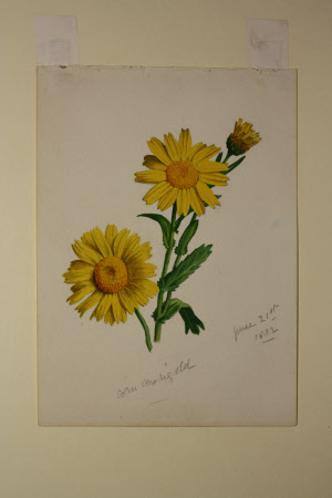 Corn Marigold