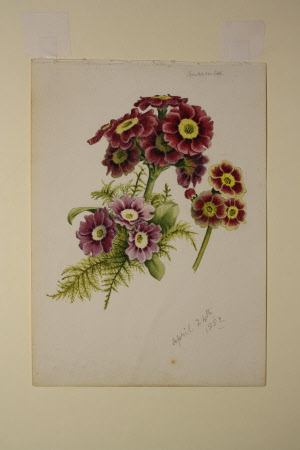 Primula auricula